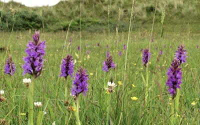 Rietorchis komen aanwaaien bij het labyrint