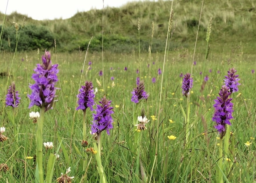 Rietorchis komen aanwaaien bij het labyrint