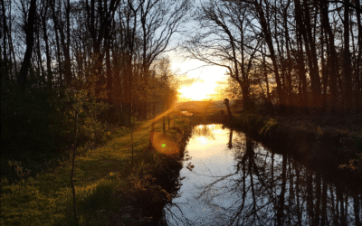 Vogels op het Ecodorp
